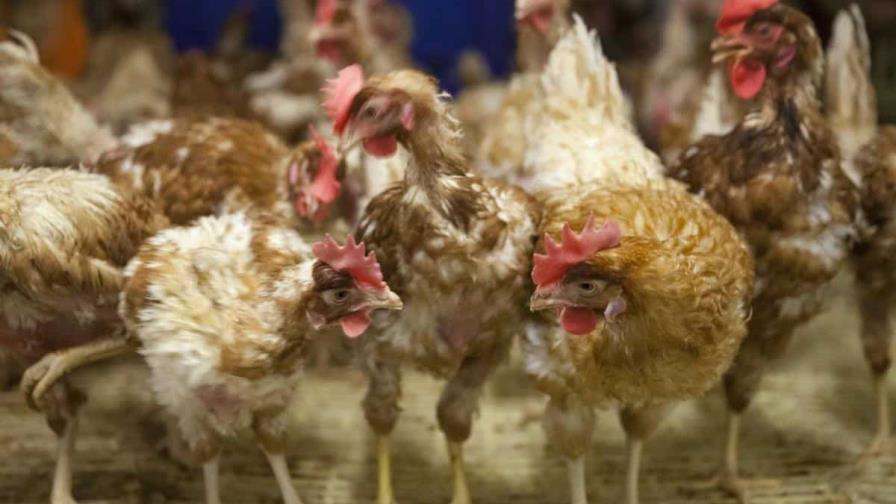¿fue-antes-el-huevo-o-la-gallina--un-estudio-apuesta-por-el-primero-focus-0-0-896-504